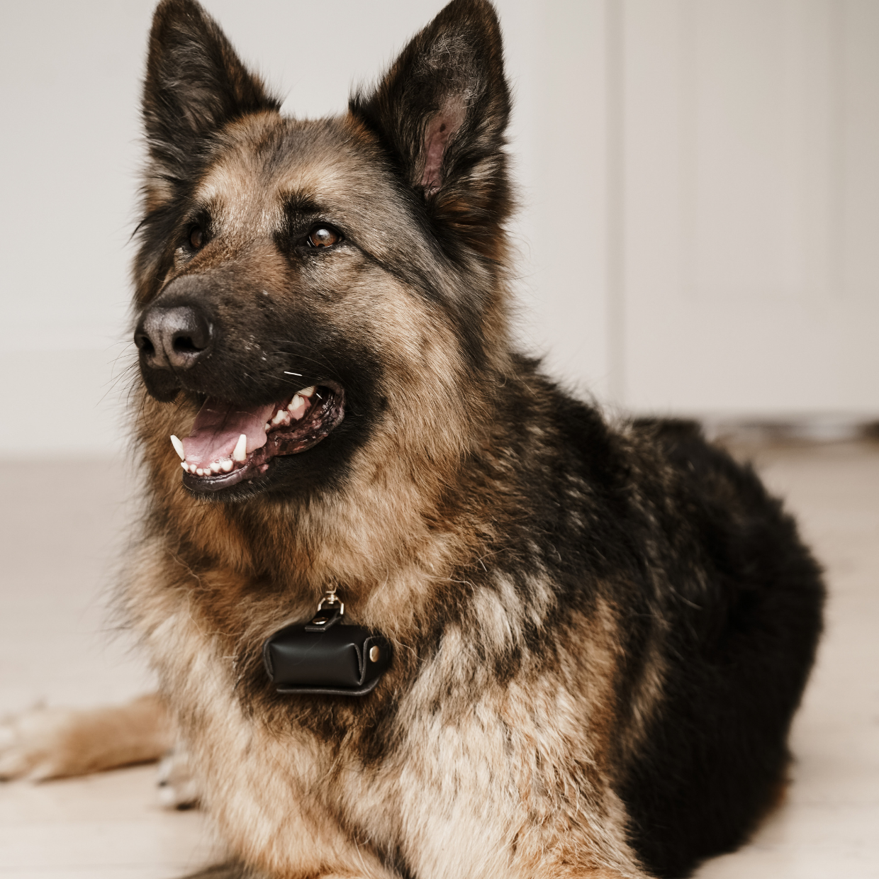 Dog Ring Pouch Clip in Black