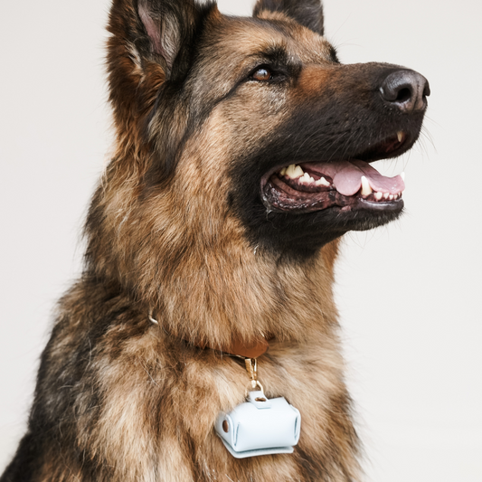 Dog Ring Pouch Clip in Blue