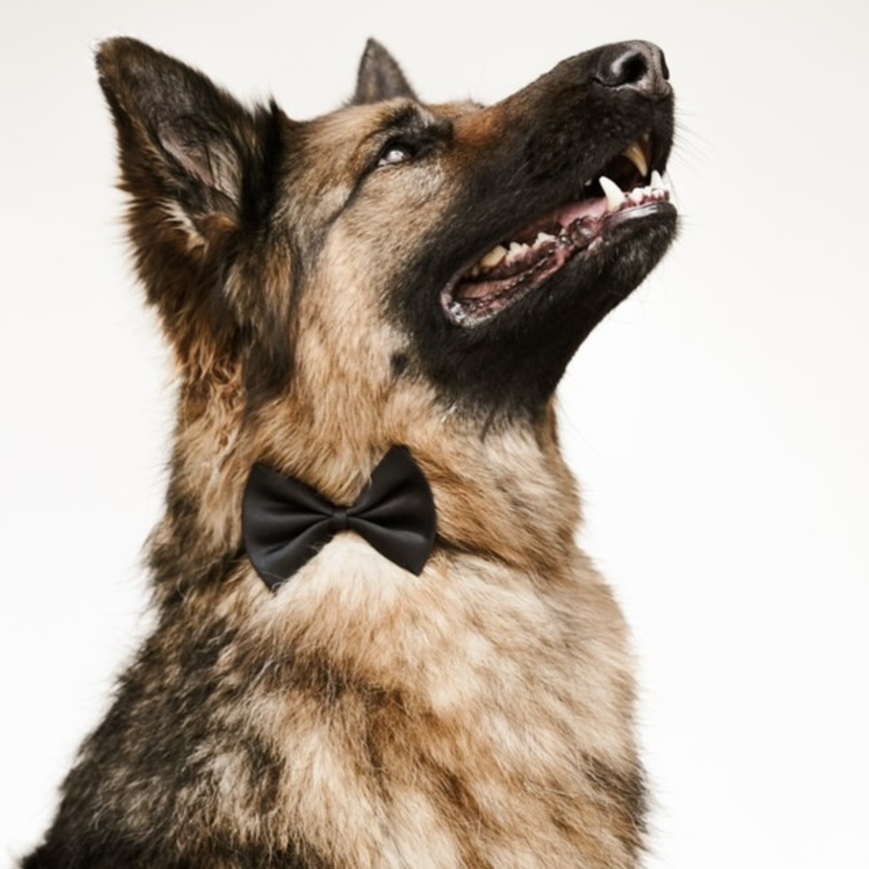 Pet Bow Tie