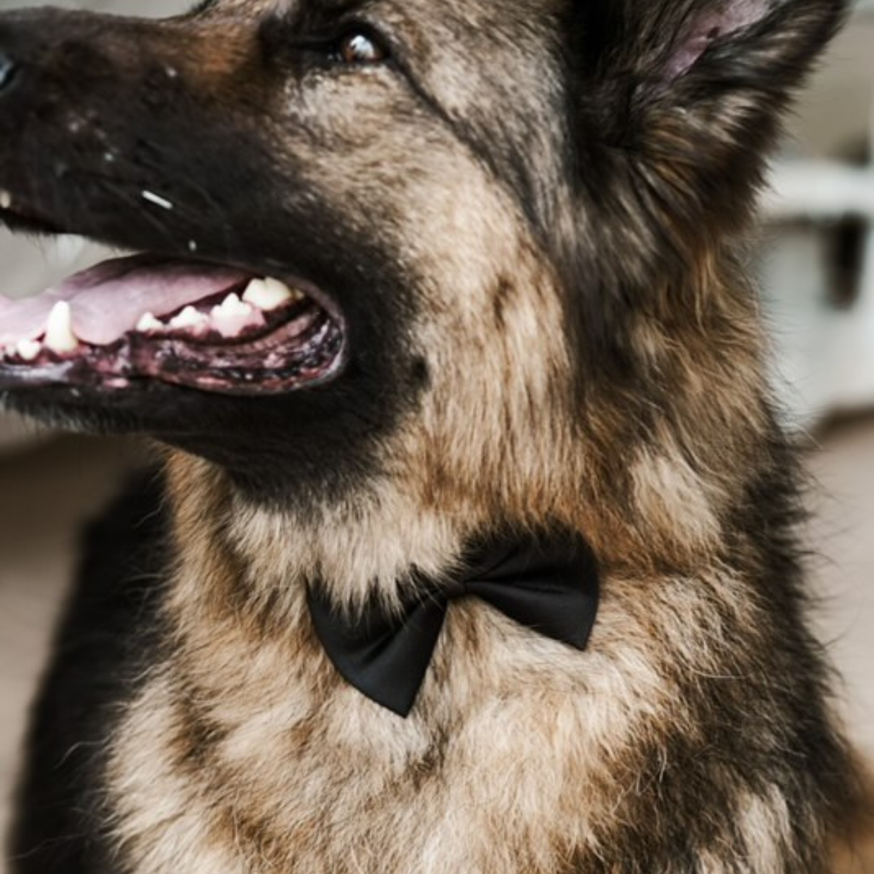 Pet Bow Tie