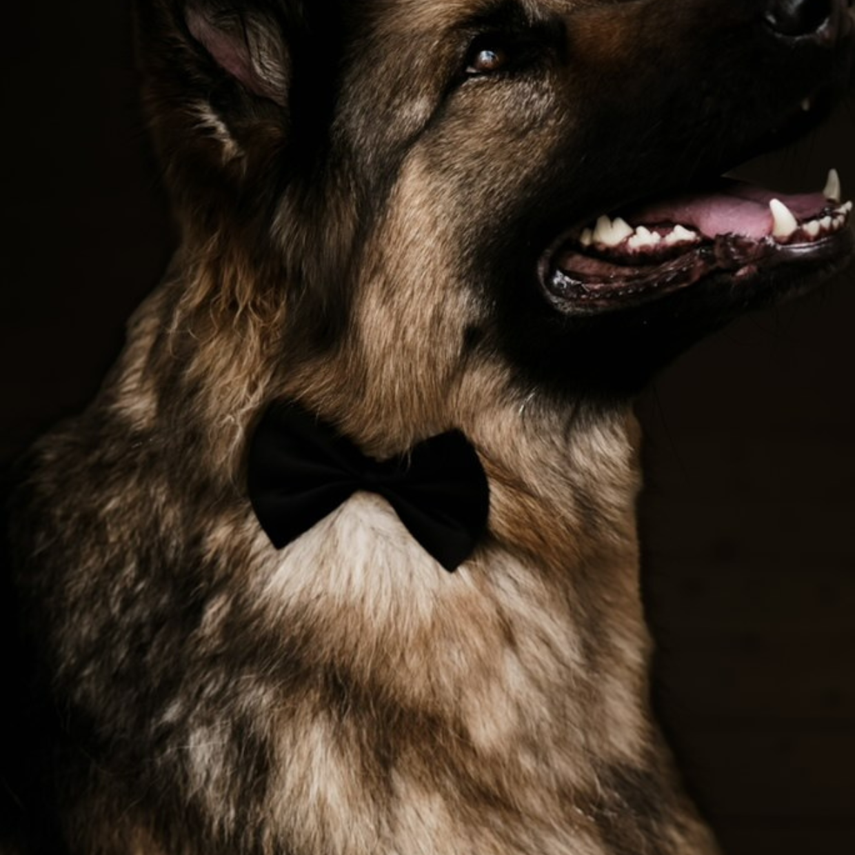 Pet Bow Tie