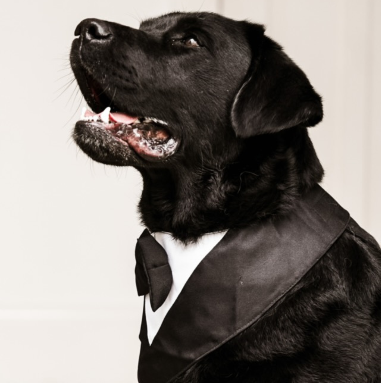 Pet Tuxedo